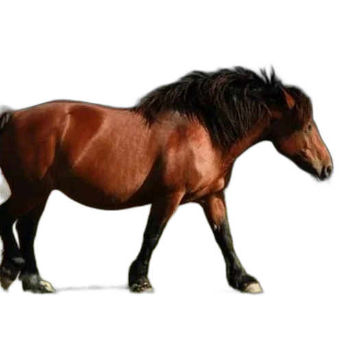 animal, creature, dragon, hair transparent PNG cut-out
