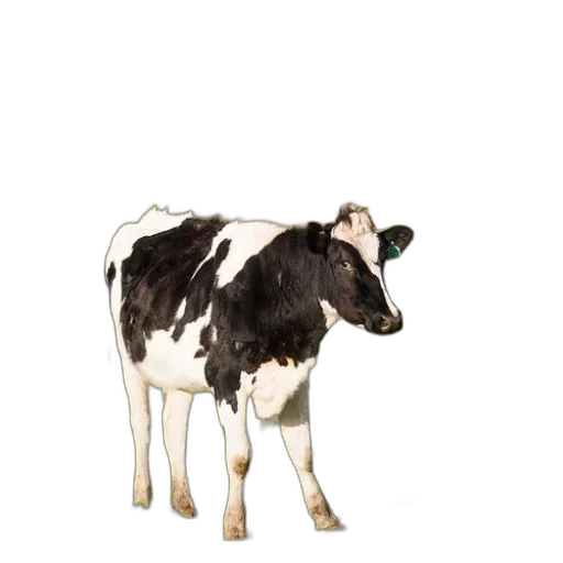 animal, food, creature, weapon transparent PNG cut-out