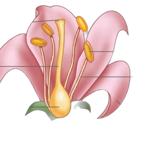flower, crown, umbrella, jewelry transparent PNG cut-out