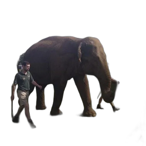 animal, creature, weapon, staff transparent PNG cut-out