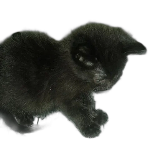 animal, creature, hair, staff transparent PNG cut-out