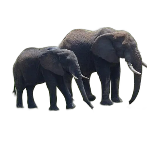 animal, creature, weapon, staff transparent PNG cut-out