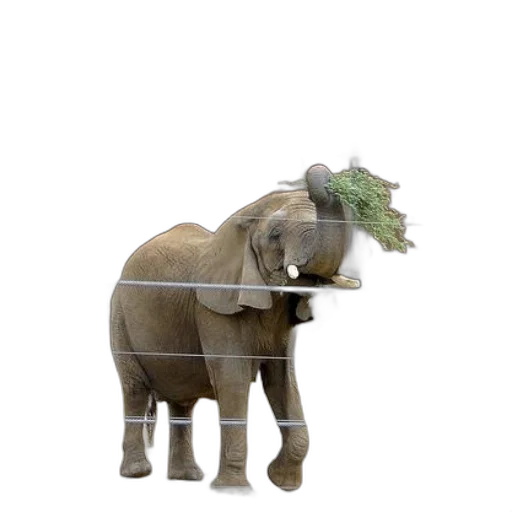animal, hat, creature, staff transparent PNG cut-out