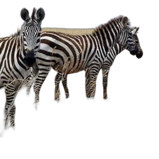 animal, creature, jewelry, 3d render transparent PNG cut-out