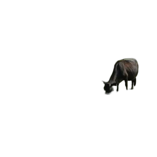 animal, creature, hat, furniture transparent PNG cut-out