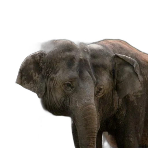 animal, creature, staff, weapon transparent PNG cut-out