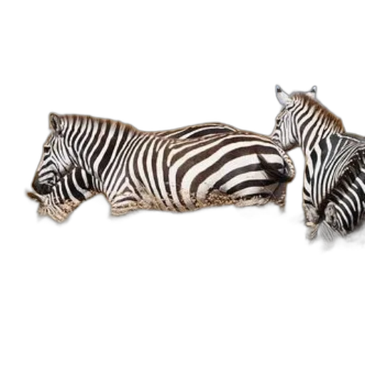 animal, furniture, jewelry, shoes transparent PNG cut-out
