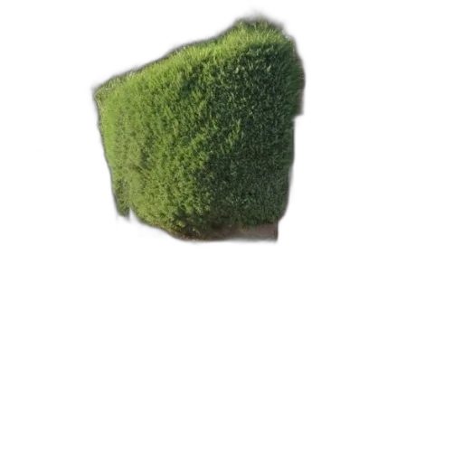 tree, hat, crown, food transparent PNG cut-out