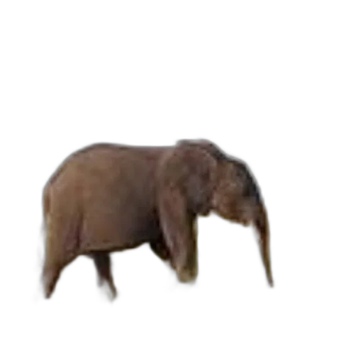 animal, creature, hat, staff transparent PNG cut-out