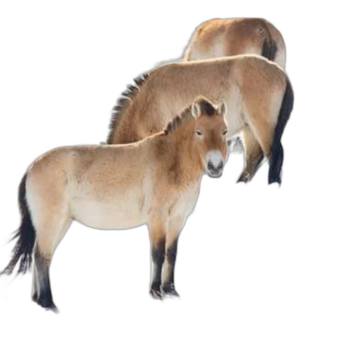 animal, hair, photorealistic, concept art transparent PNG cut-out