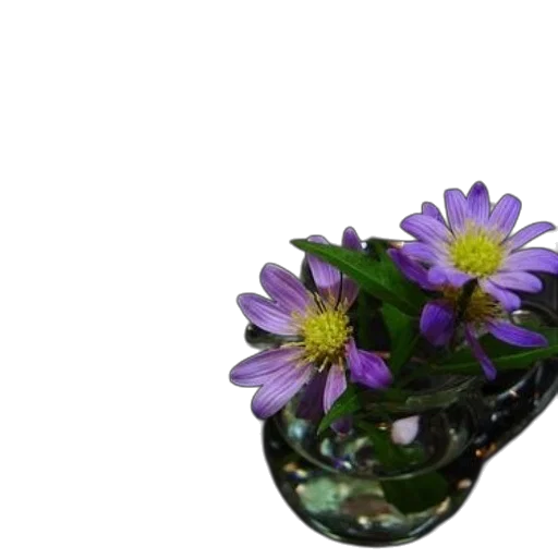 flower, crown, jewelry, bottle transparent PNG cut-out