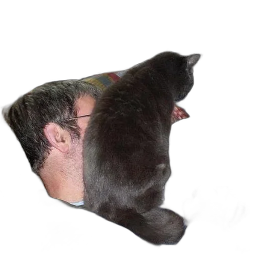 animal, creature, staff, hair transparent PNG cut-out