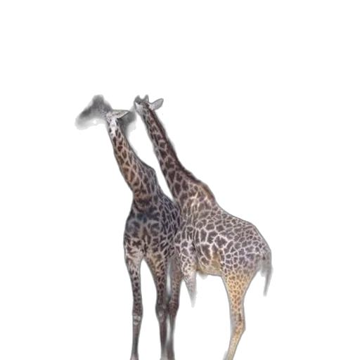 animal, creature, staff, crown transparent PNG cut-out