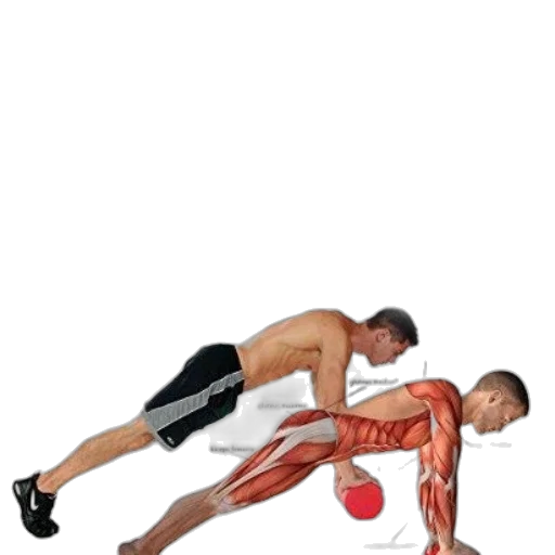 encyclopedia, exercise, anatomy, offers transparent PNG cut-out