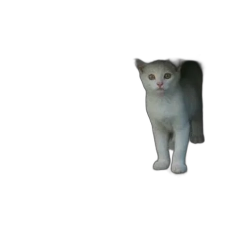 animal, creature, robot, staff transparent PNG cut-out
