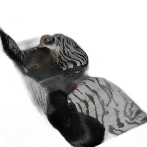 hat, animal, shoes, creature transparent PNG cut-out