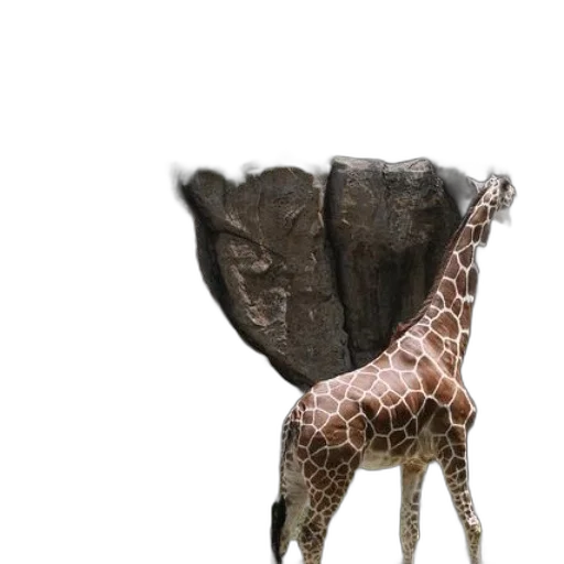 animal, umbrella, creature, hat transparent PNG cut-out