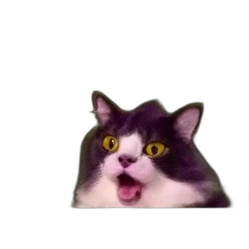 animal, face, creature, hat transparent PNG cut-out