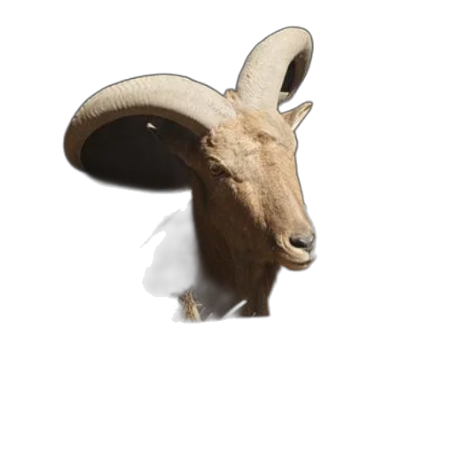 animal, mask, hat, jewelry transparent PNG cut-out