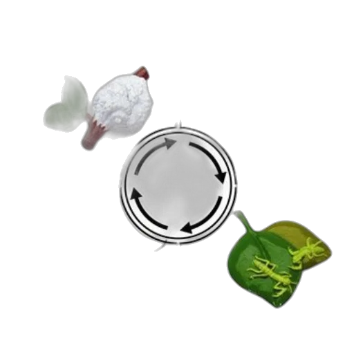 jewelry, food, flower, mask transparent PNG cut-out