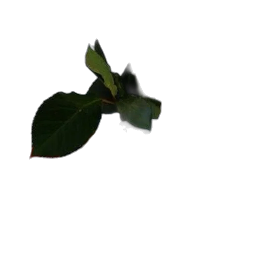 flower, staff, weapon, tree transparent PNG cut-out