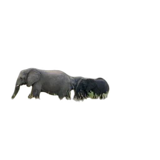 animal, creature, hair, food transparent PNG cut-out