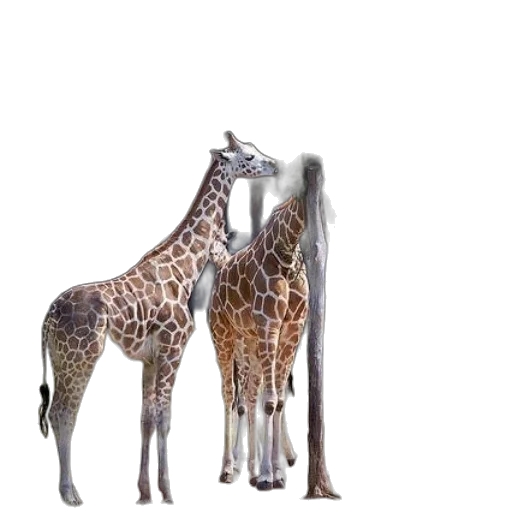 animal, creature, staff, weapon transparent PNG cut-out