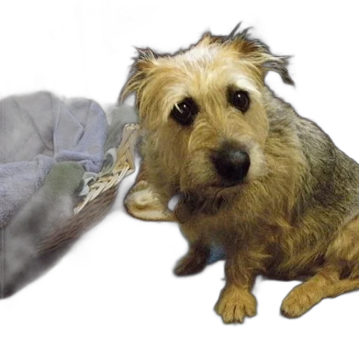 animal, hat, creature, shoes transparent PNG cut-out