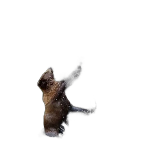 animal, staff, creature, hair transparent PNG cut-out