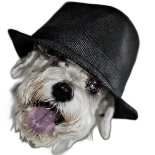 hat, animal, creature, face transparent PNG cut-out