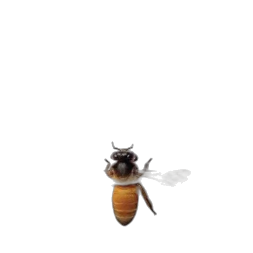 animal, creature, furniture, food transparent PNG cut-out