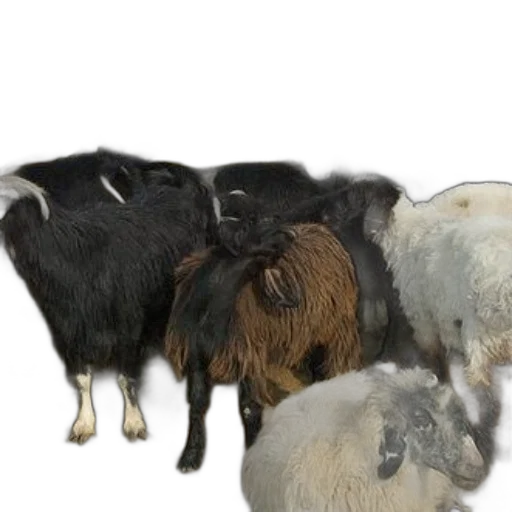 animal, hair, food, herd transparent PNG cut-out