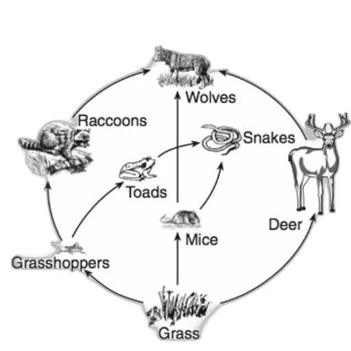 circular, diagram, illustrating, food transparent PNG cut-out