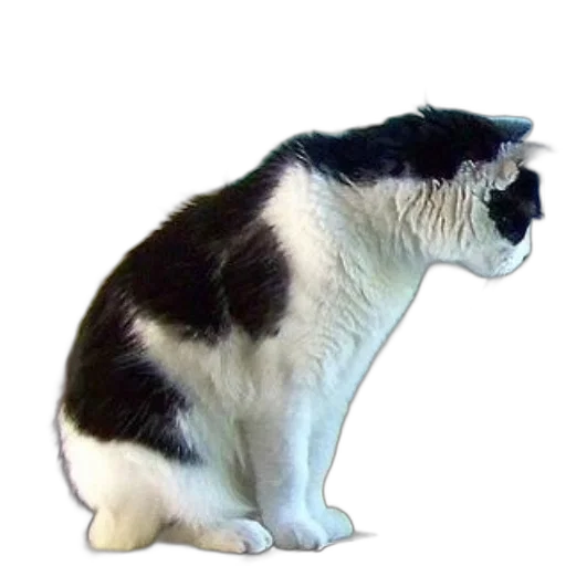 animal, staff, creature, crown transparent PNG cut-out