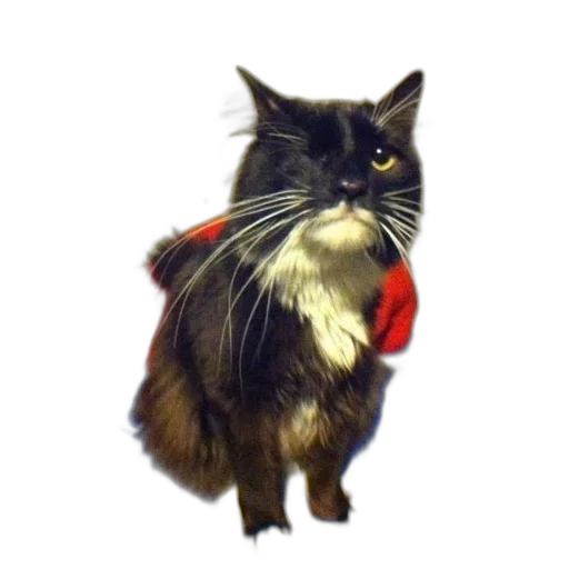 staff, animal, creature, hat transparent PNG cut-out