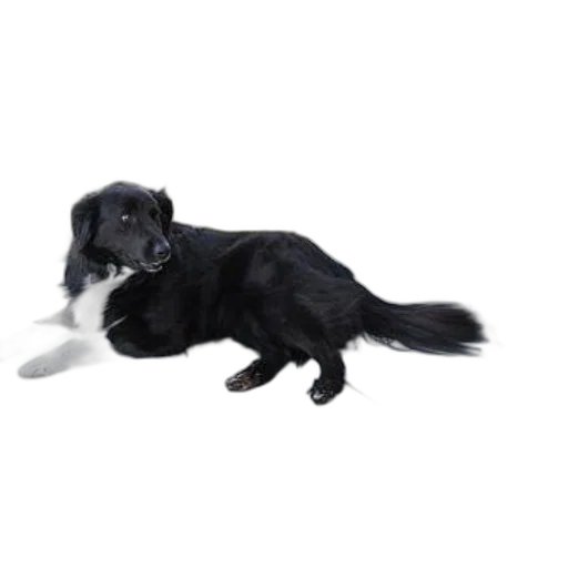 staff, animal, creature, photorealistic transparent PNG cut-out
