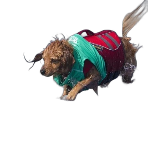 jacket, animal, creature, dragon transparent PNG cut-out