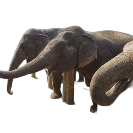 animal, 3d render, photorealistic, concept art transparent PNG cut-out