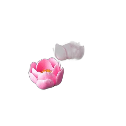 flower, crown, jewelry, food transparent PNG cut-out