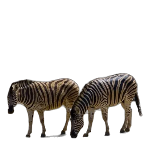 animal, furniture, creature, shoes transparent PNG cut-out