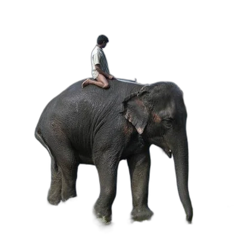 hat, animal, staff, umbrella transparent PNG cut-out