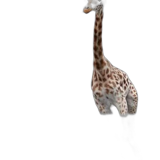 animal, creature, staff, hat transparent PNG cut-out