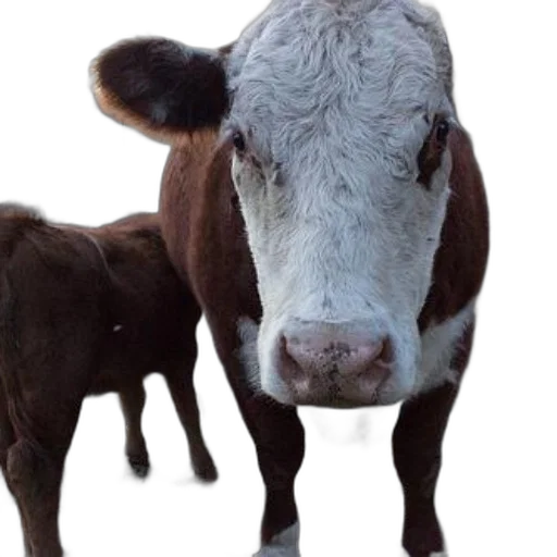 animal, face, creature, mask transparent PNG cut-out
