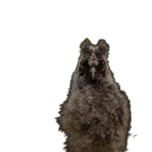 animal, creature, face, hair transparent PNG cut-out