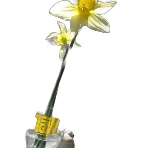 staff, flower, weapon, bottle transparent PNG cut-out