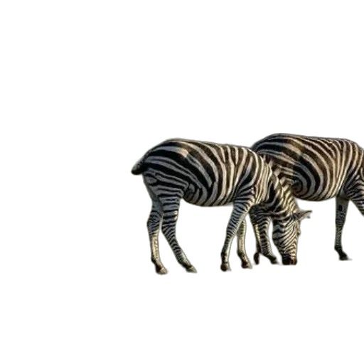 animal, creature, furniture, hair transparent PNG cut-out