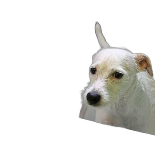 animal, creature, face, staff transparent PNG cut-out