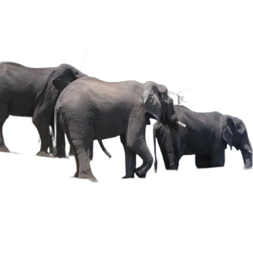 animal, jewelry, staff, concept art transparent PNG cut-out