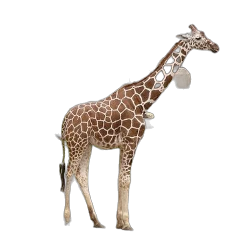 animal, staff, creature, weapon transparent PNG cut-out