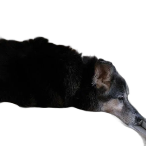 animal, staff, creature, face transparent PNG cut-out